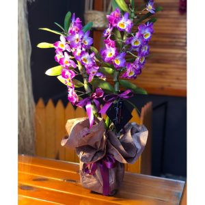 YABANİ ÇİFT DAL MOR ORKİDE